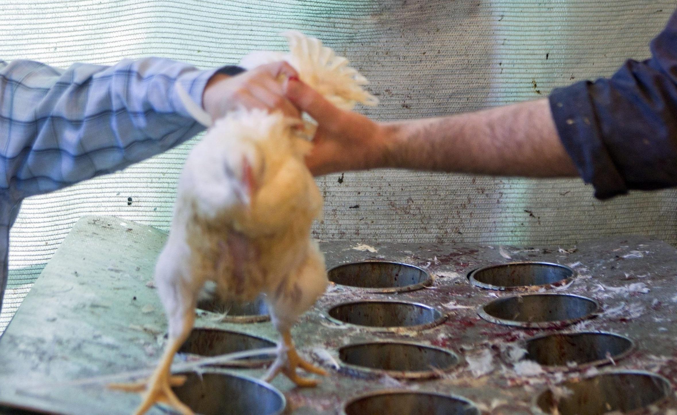 Un pollo (foto d'archivio)