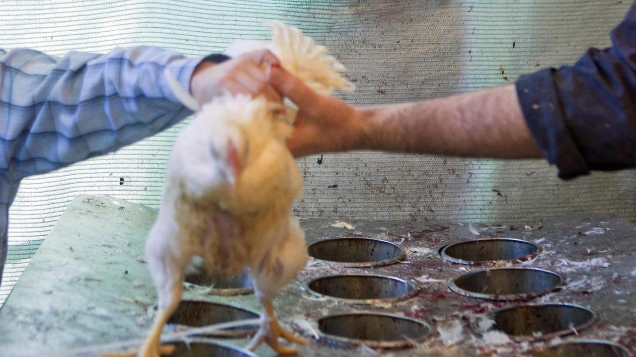Un pollo (foto d'archivio)