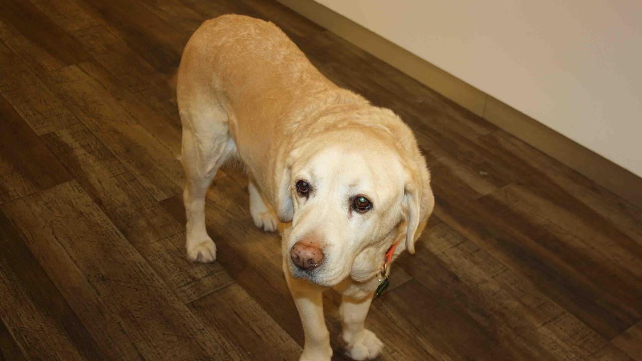 Il labrador Amarilla
