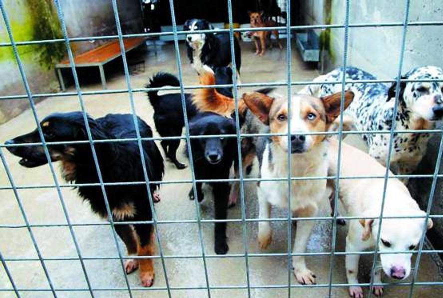 Canile, mancano gli atti da Porto Azzurro e Rio