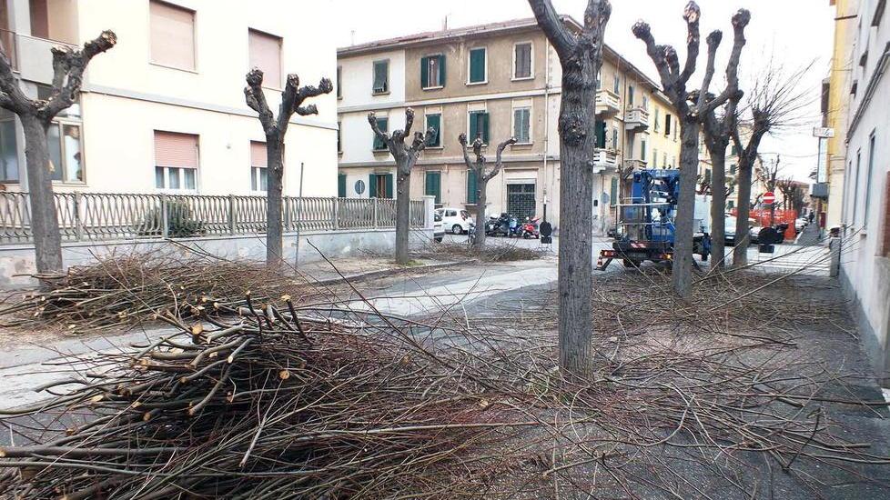 Drastica potatura agli alberi in città