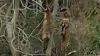 Osilo, altre due volpi impiccate a un albero 
