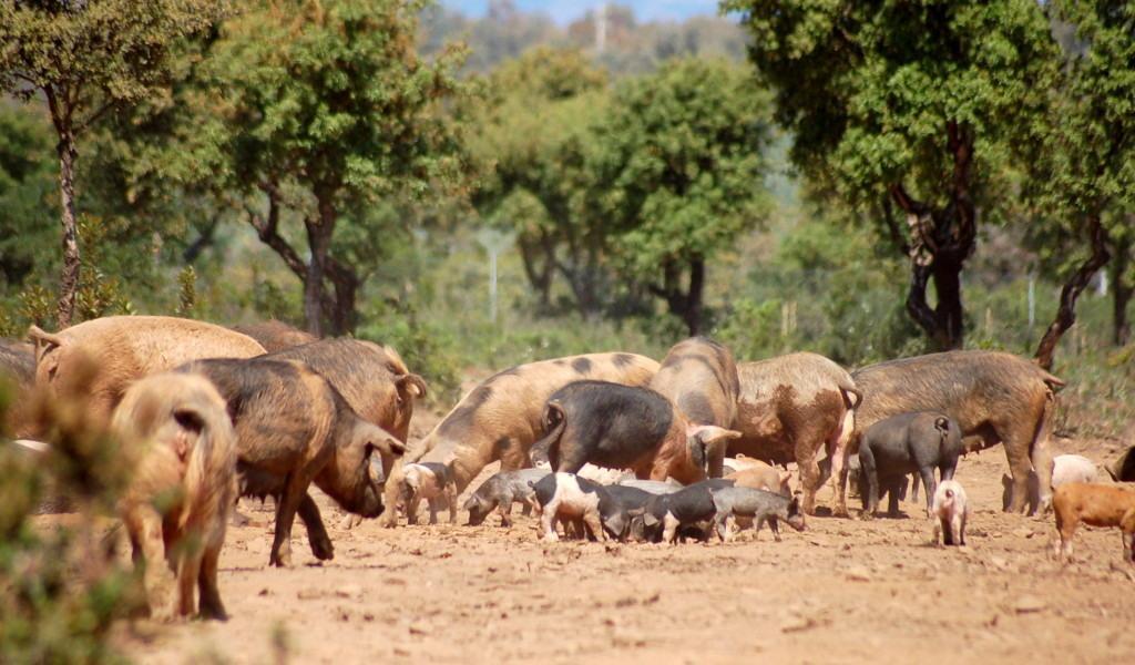 Maiali al pascolo brado