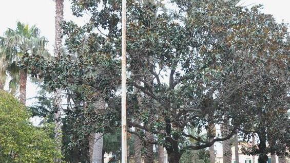 Portano i cani a fare i bisogni in piazza