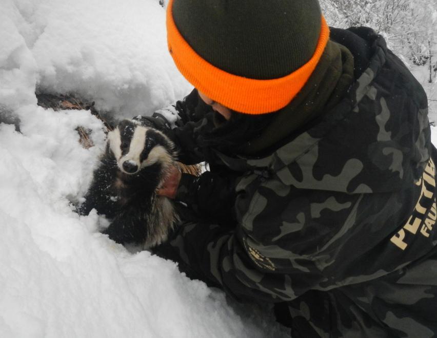 Cervo trascinato dallo spazzaneve, salvato dai volontari 