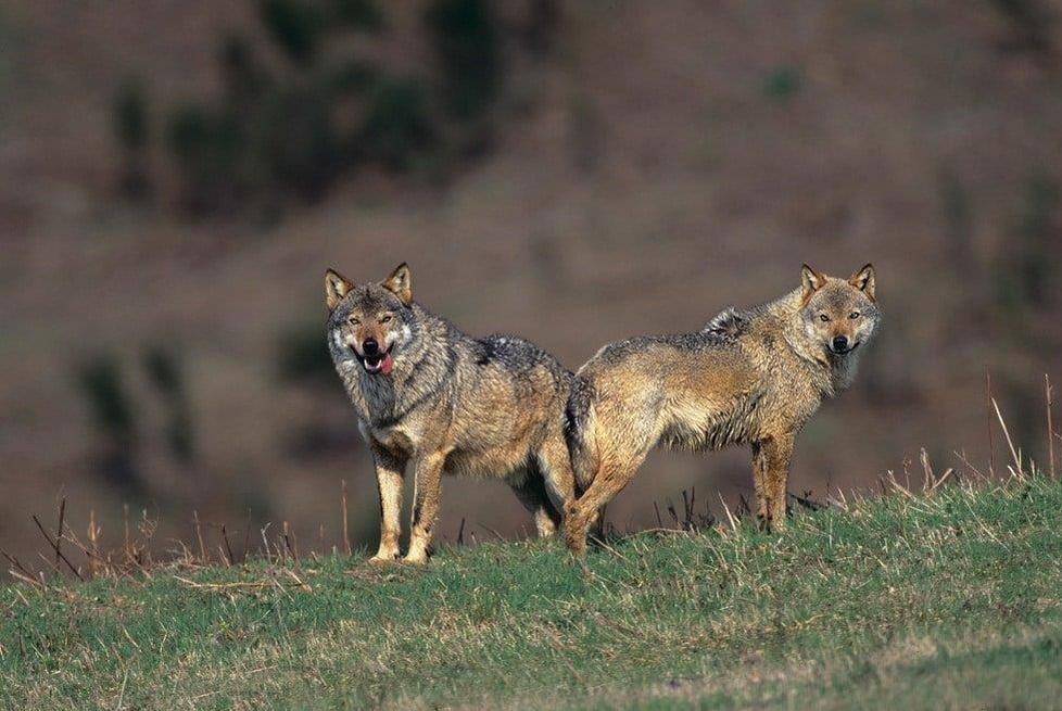 Wwf: «Lupi in Feniglia, nessun pericolo»
