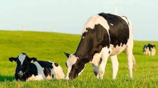 La Cina ama il latte ma serve una svolta “green”
