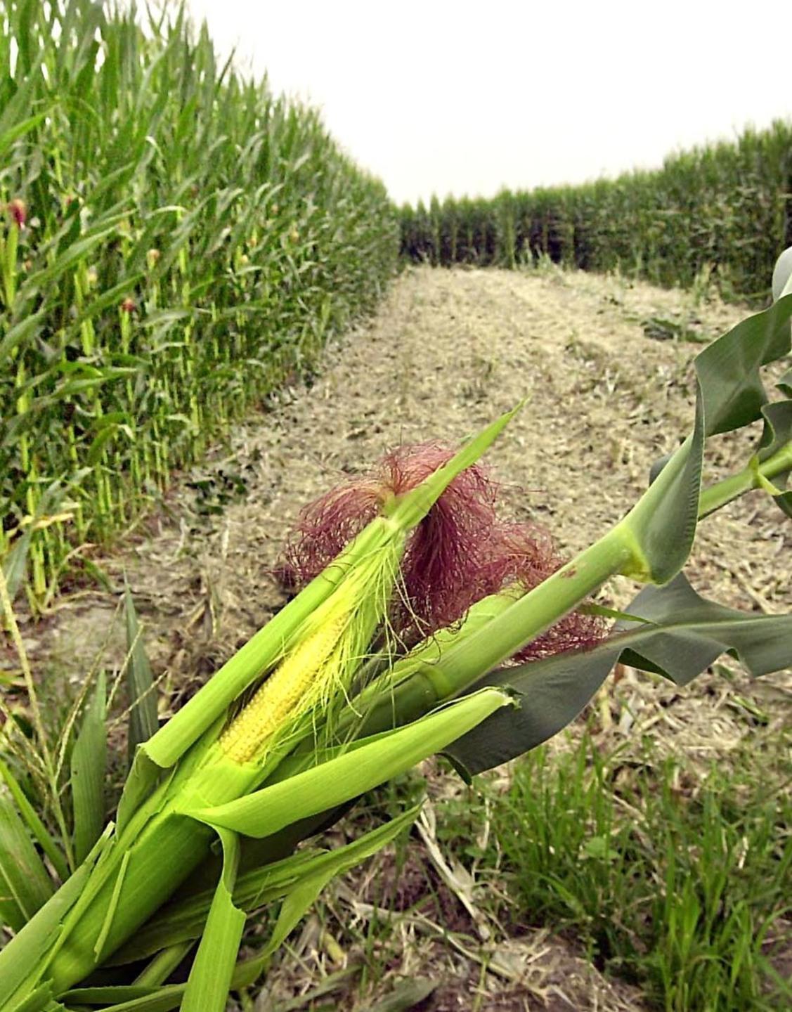 «Mais Ogm innocuo» Una ricerca italiana ripropone il dibattito 