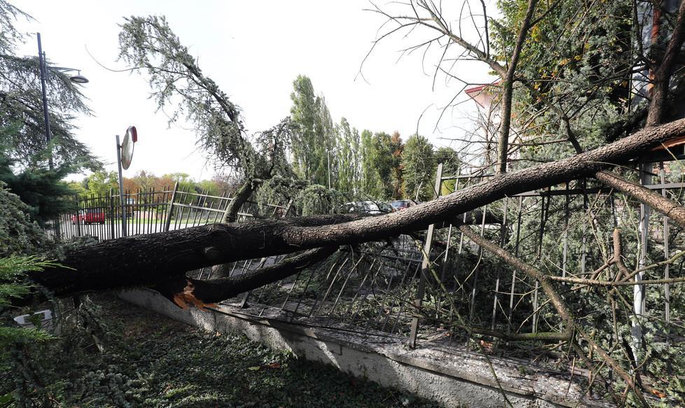 Albero sull’auto: arriva il risarcimento