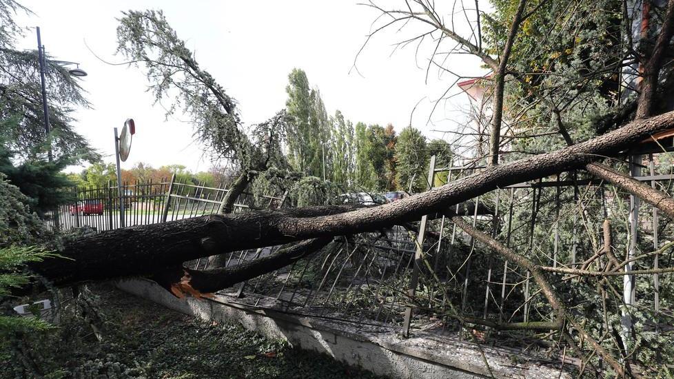 Albero sull’auto: arriva il risarcimento