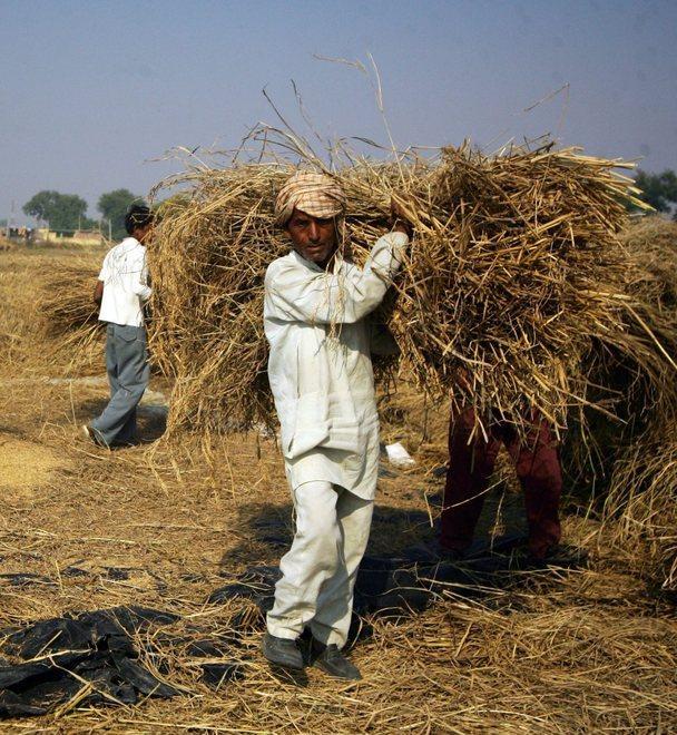 Il Basmati minaccia il riso nostrano «Un freno all’India» 