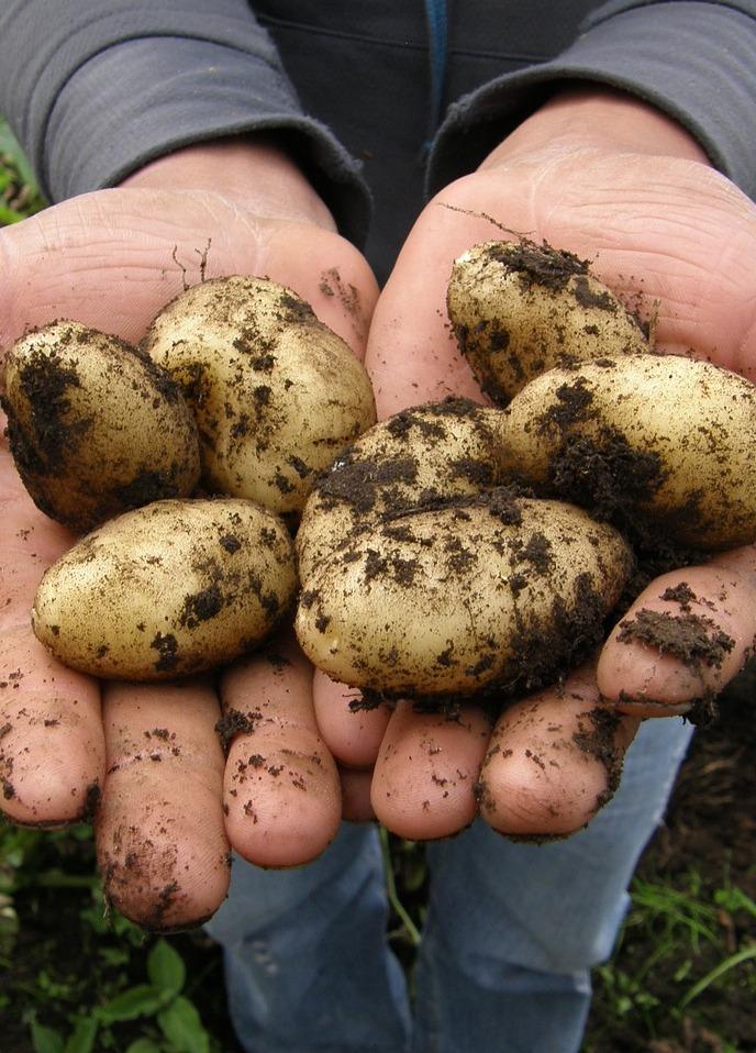 Patata, regina umile richiesta tutto l’anno e dai mille utilizzi 