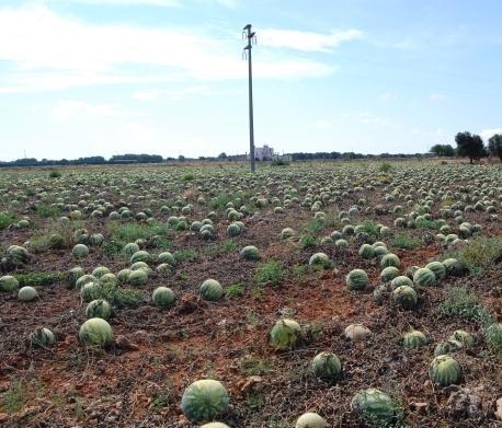 Terreni comunali per le angurie 