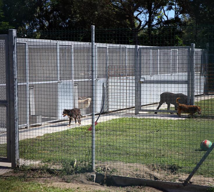 Gatti sterilizzati gratis: denunciata per truffa 