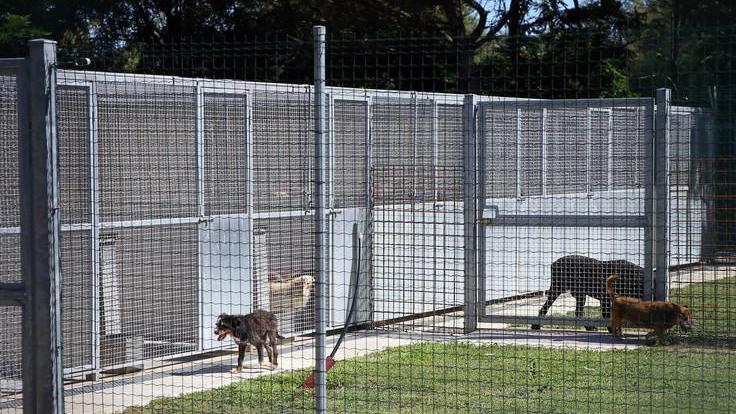 Gatti sterilizzati gratis: denunciata per truffa
