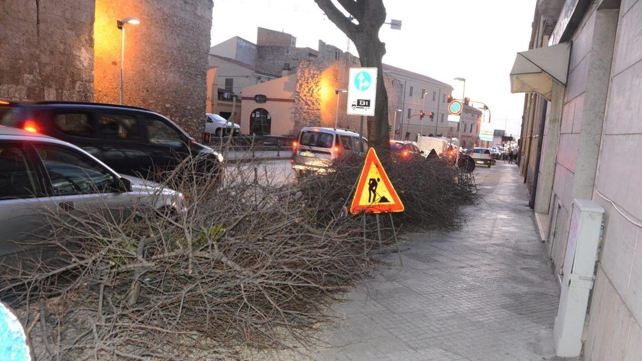 Potatura alberi in Corso Trinità