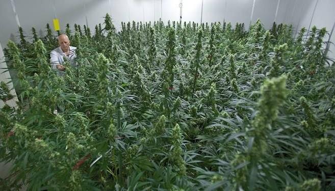 Cannabis, un libro per riaprire il dibattito politico in Italia 