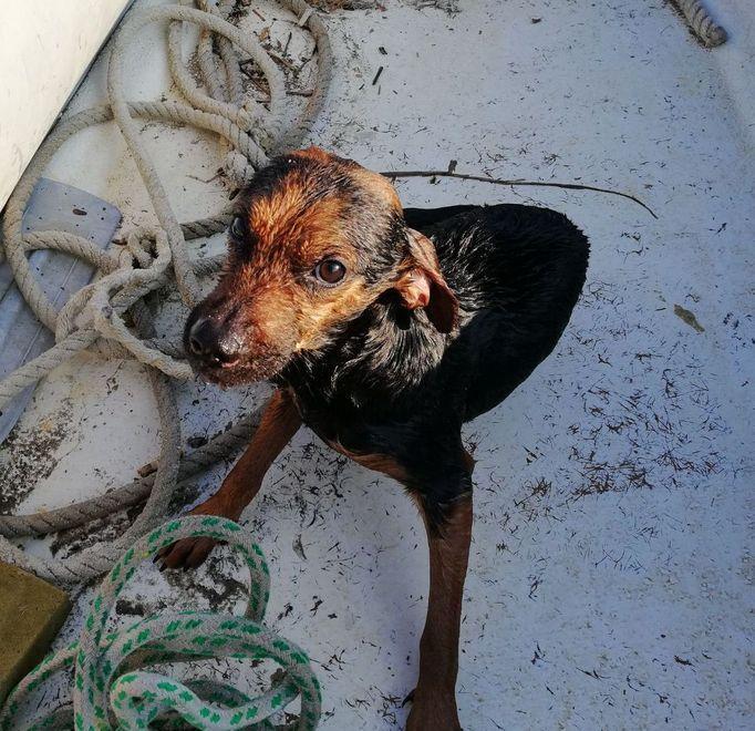 Cagnolino in mare Si tuffa anche la guardia costiera