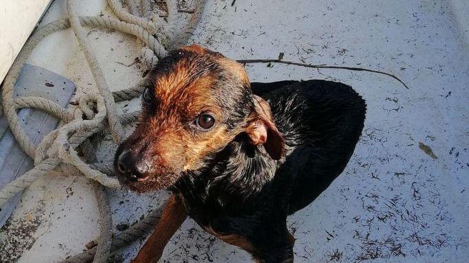 Cagnolino in mare Si tuffa anche la guardia costiera