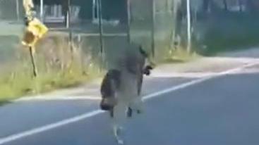 Avvistamento in Giannella «Potrebbe essere un lupo»