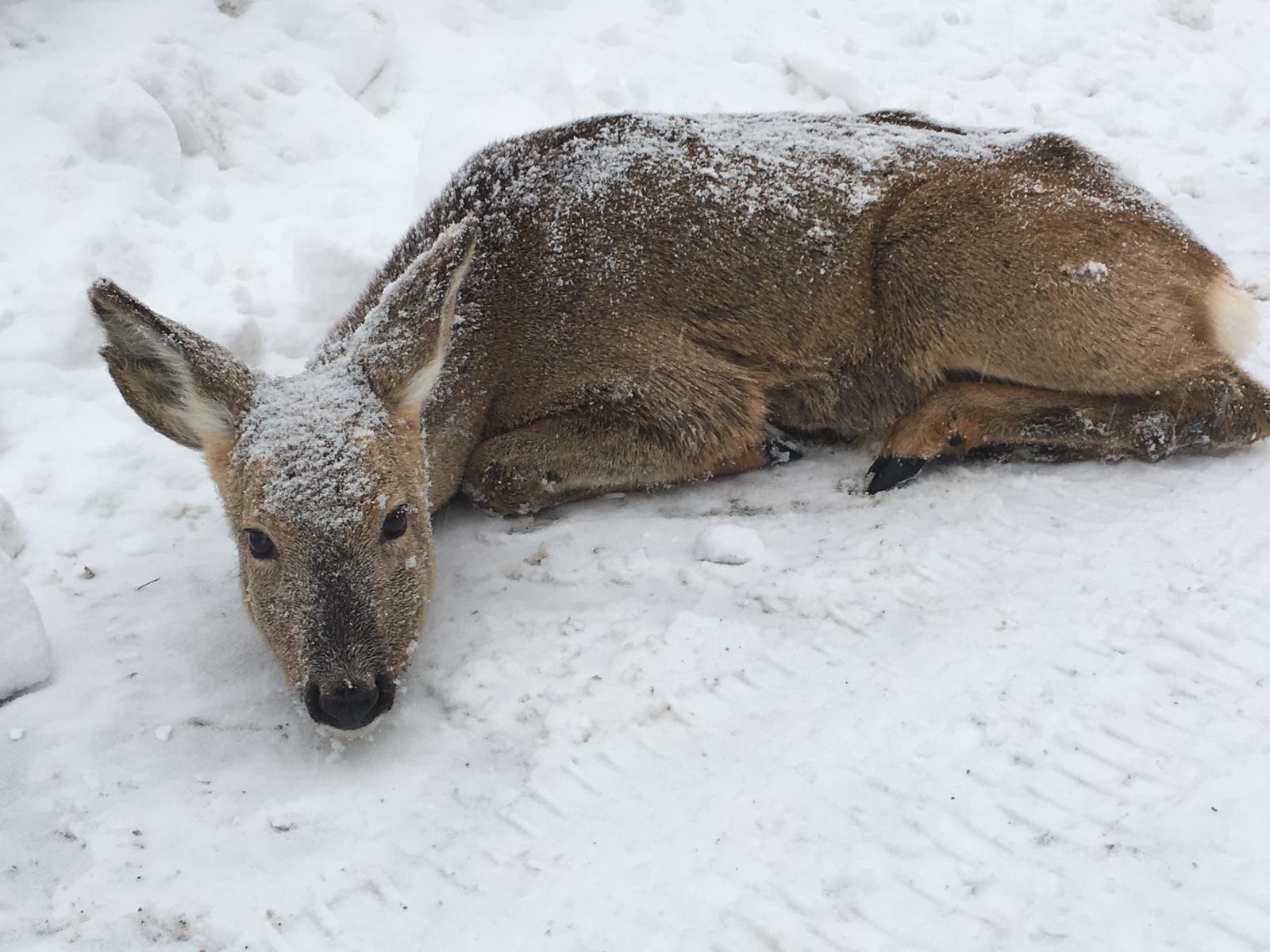 Rischia di morire congelato, capriolo salvato a Ligonchio