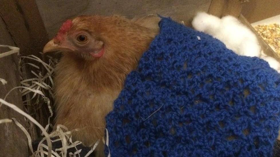 Caterina, chioccia freddolosa, salvata dal gelo cova le sue uova