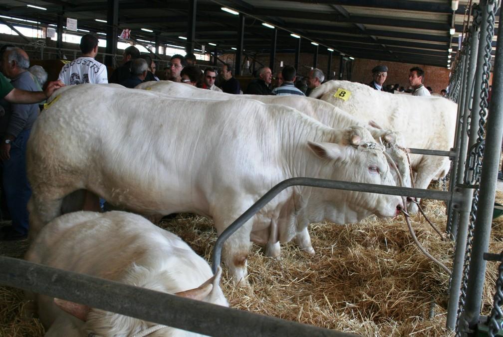 Ozieri, Fiera destinata a crescere 