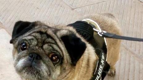 Ciro impugna l’ordinanza I cani tornano in piazza