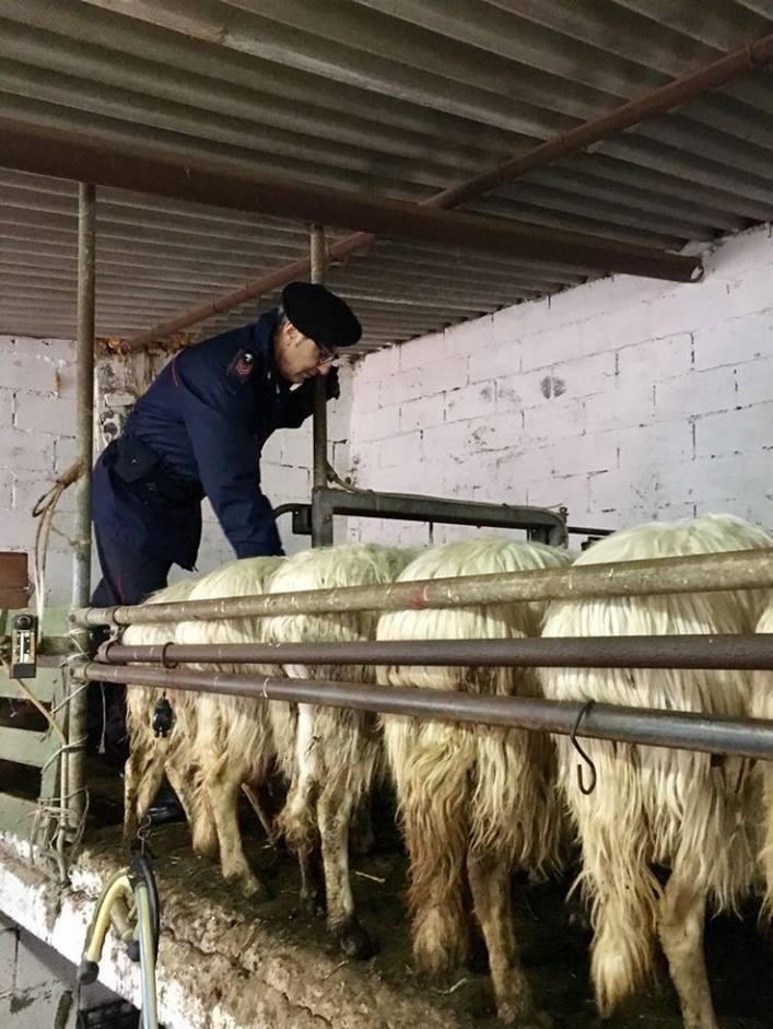 Alle pecore farmaci romeni vietati 