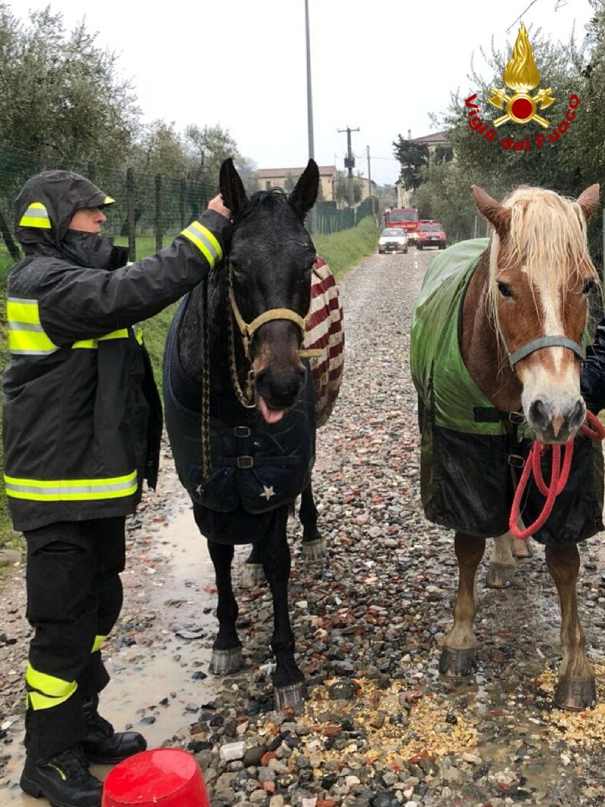 I due cavalli fuggiti lungo la Montalese sono stati recuperati in una strada laterale (Foto Vigili del fuoco)