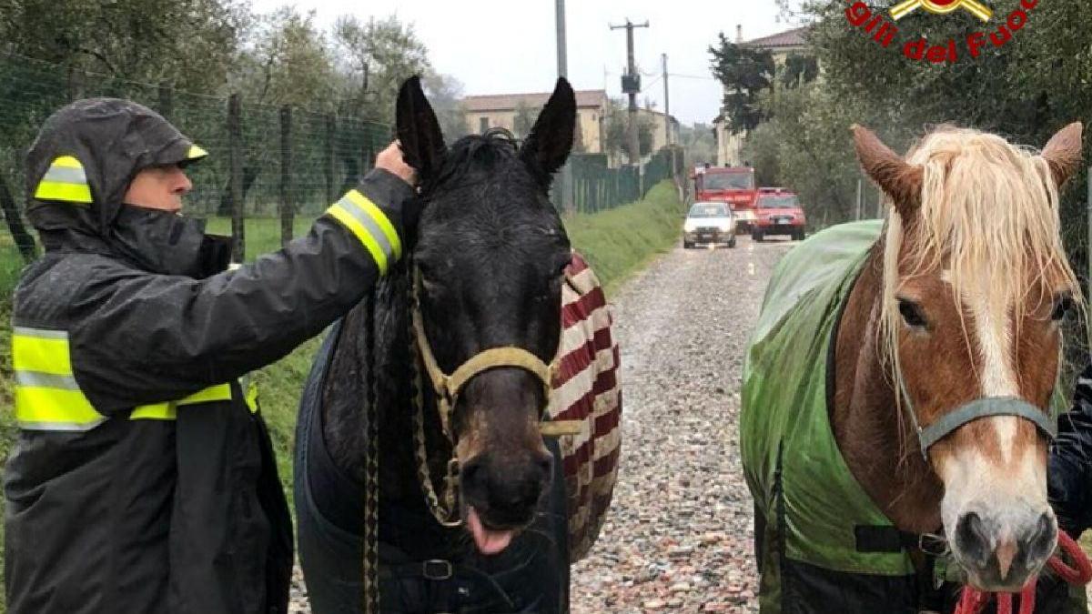 I due cavalli fuggiti lungo la Montalese sono stati recuperati in una strada laterale (Foto Vigili del fuoco)