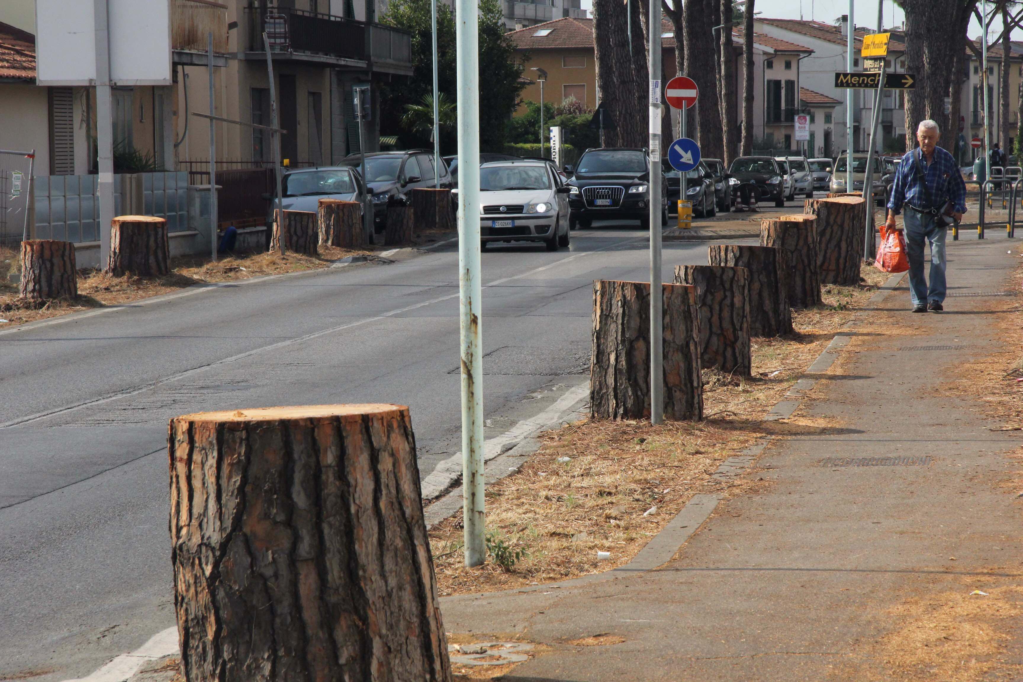 Gli alberi tagliati alle Fontanelle nell'agosto 2017 (foto Batavia)
