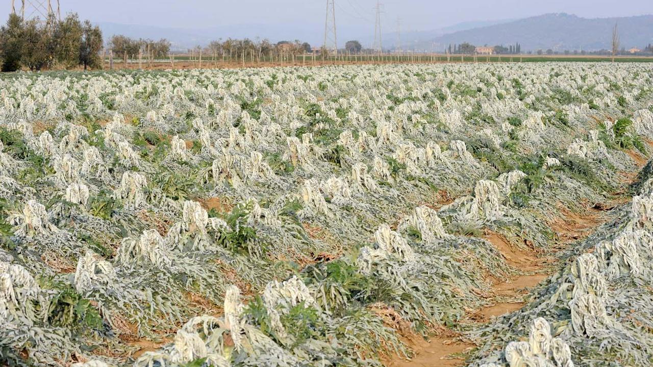 Carciofi rovinati da una gelata (foto Paolo Barlettani)
