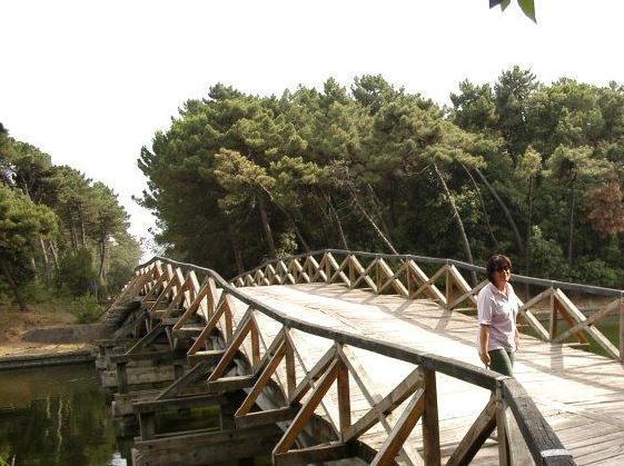 Patto tra Comune e Parco per salvare i pini marittimi