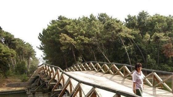 Patto tra Comune e Parco per salvare i pini marittimi