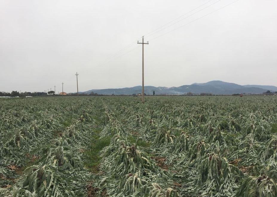 Distrutto l’intero raccolto di carciofi 