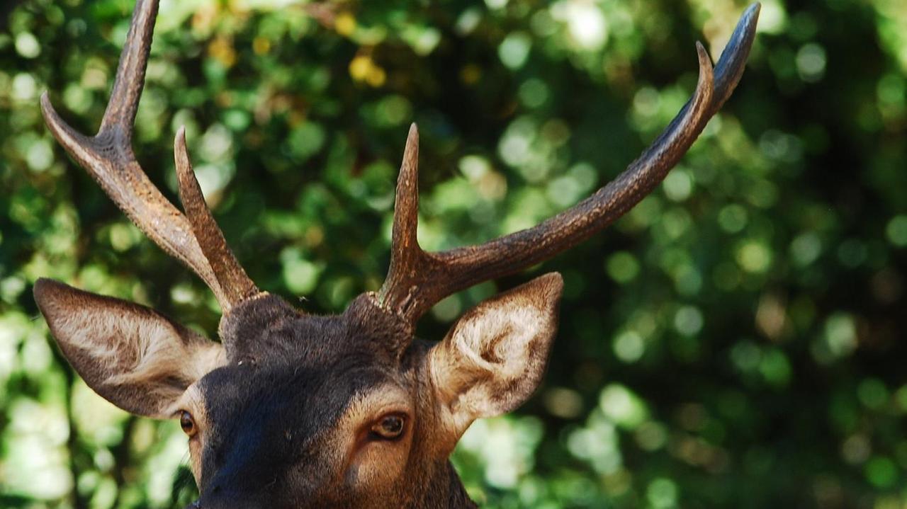 Un progetto europeo riporta il cervo in Sardegna e in Corsica
