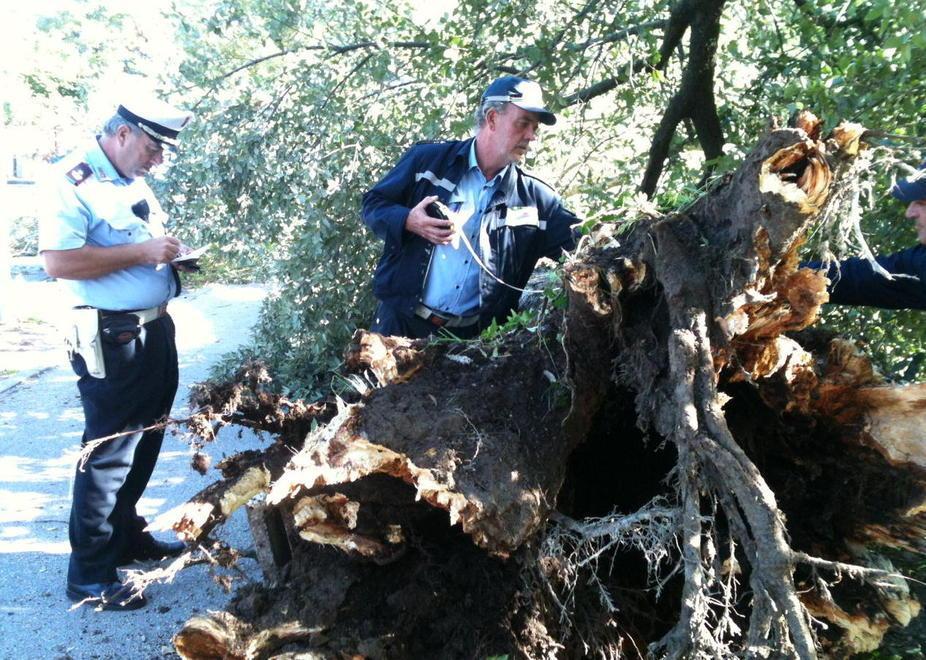 Ucciso dal pioppo caduto: due condanne 
