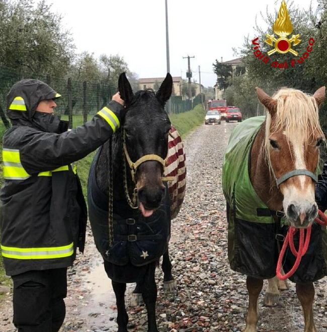 Cavalli a spasso sulla via Montalese