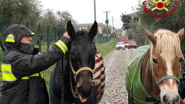 Cavalli a spasso sulla via Montalese