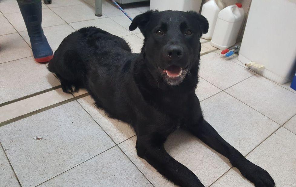Cane lasciato per ore sotto la neve 