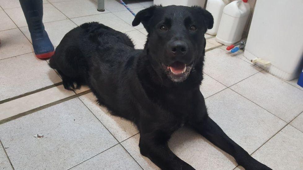 Cane lasciato per ore sotto la neve