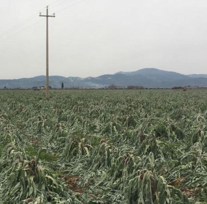 Danni alle colture il gelo cancella 50 posti in campagna 