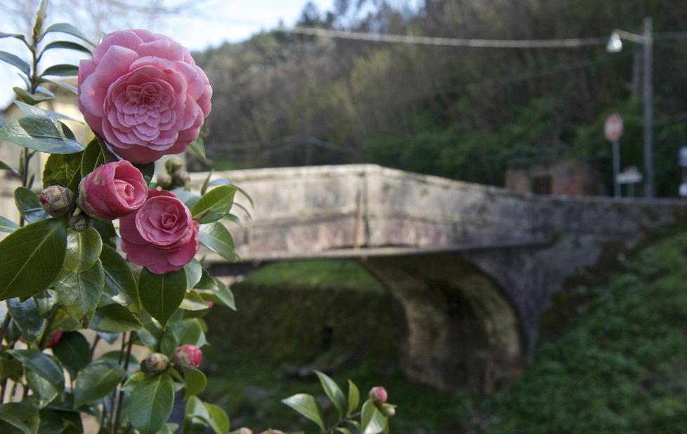 Nelle ville storiche a scoprire le camelie 