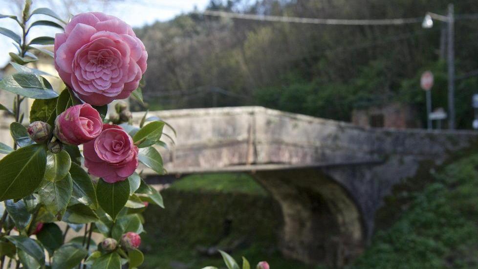 Nelle ville storiche a scoprire le camelie