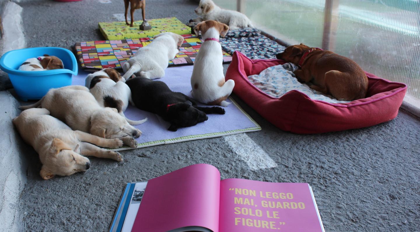 I primi 5 anni di Facedog la casa dei cani trovatelli 