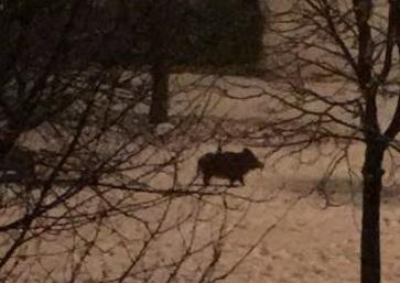 Avvistato un gruppo di cinghiali al parco Albero d’Oro