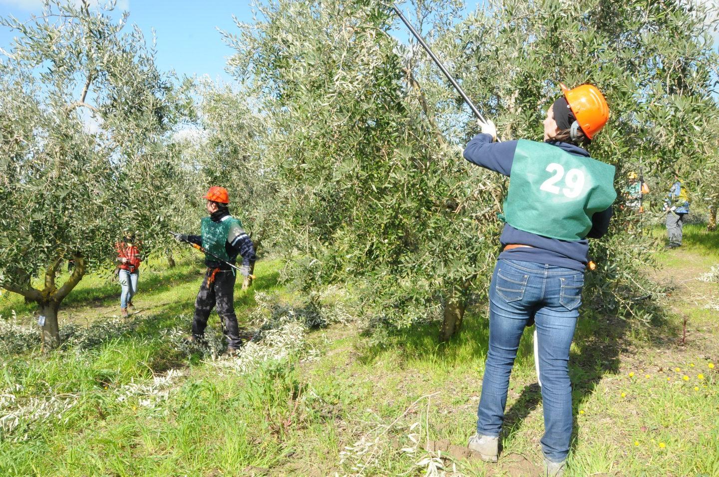 Campionato regionale è sfida tra potatori d’ulivo