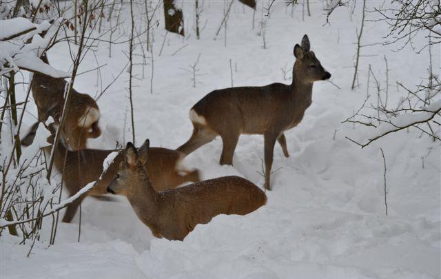 Modena, animali in gravi difficoltà con neve e ghiaccio 