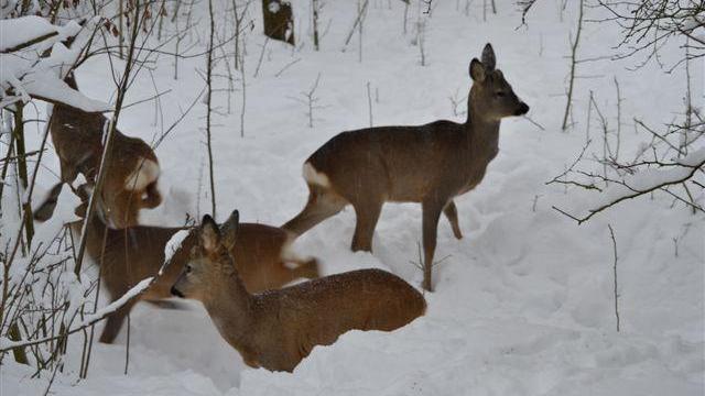 Modena, animali in gravi difficoltà con neve e ghiaccio